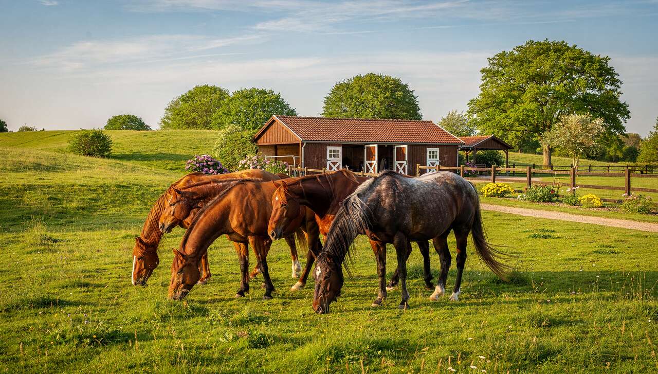 Acheter un cheval en toute sécurité : guide pratique