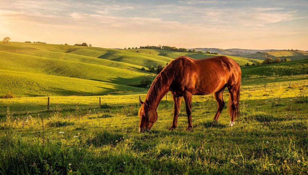 Guide complet : acheter un cheval en toute légalité
